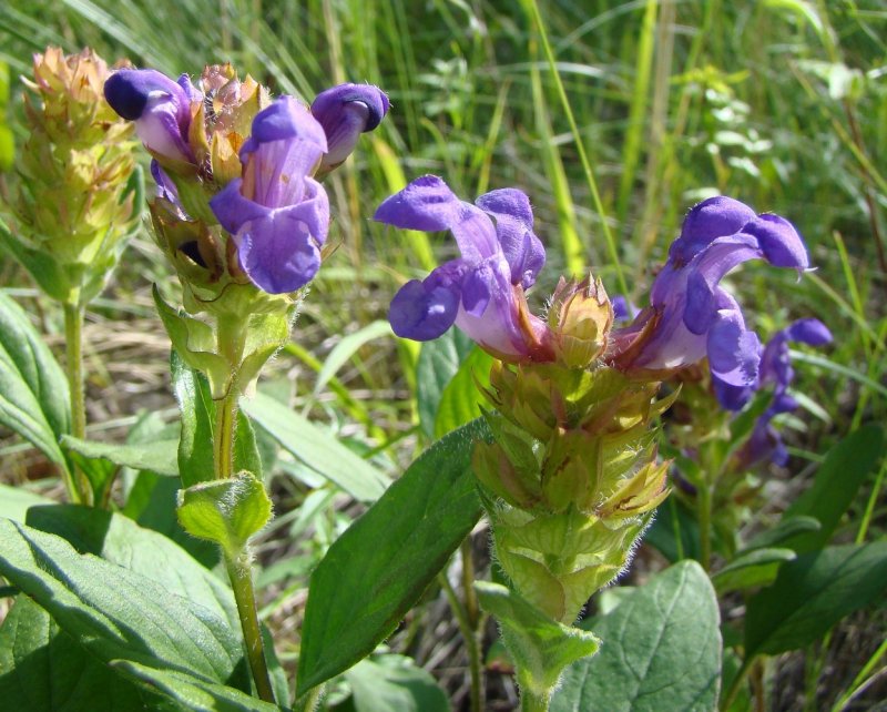 Черноголовка крупноцветковая Prunella grandiflora l.