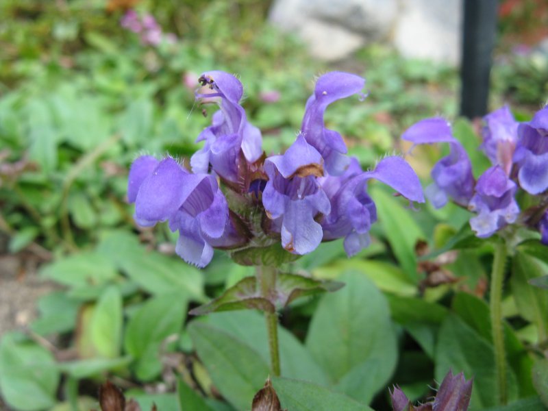 Прунелла крупноцветковая (Prunella grandiflora) Pagoda