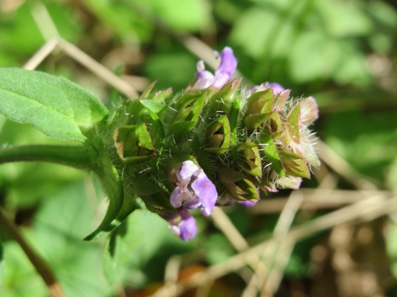 Prunella grandiflora Braunelle