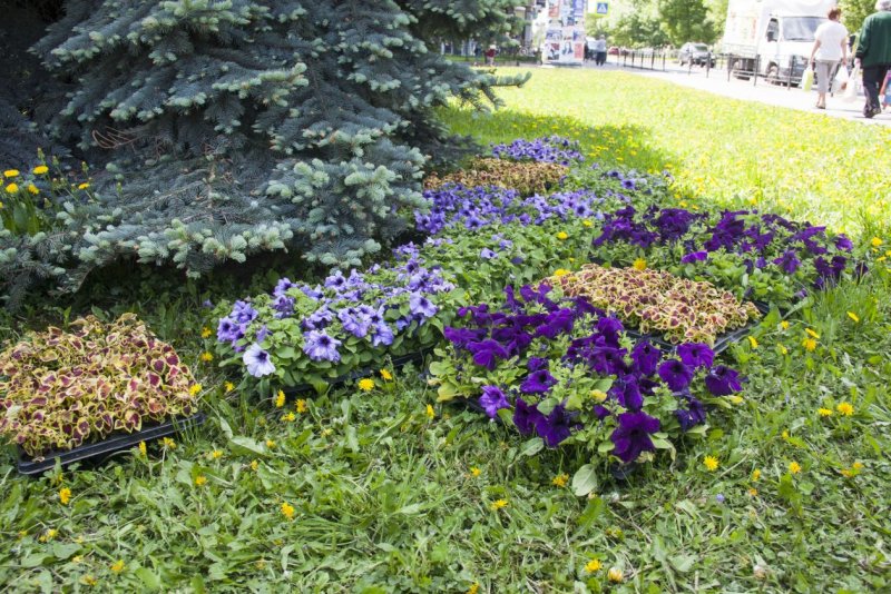 Барвинок на клумбе с другими цветами (75 фото)
