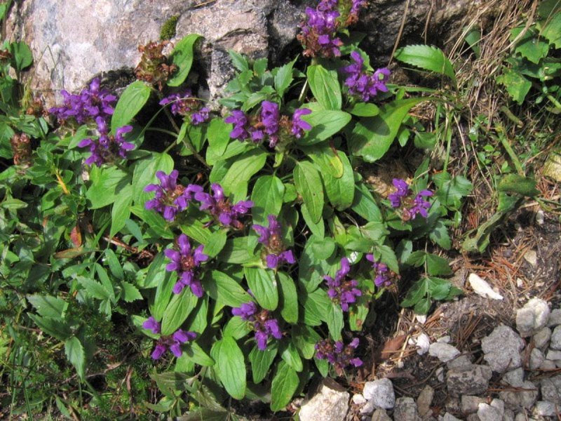 Prunella grandiflora