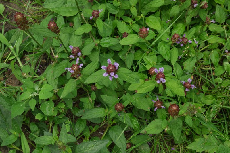 Prunella vulgaris l.