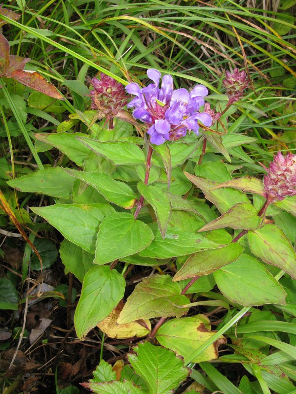 Prunella vulgaris l.
