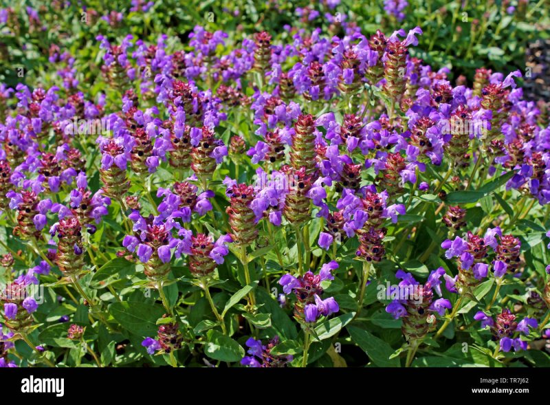 Прунелла Violet