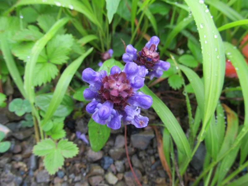 Prunella grandiflora
