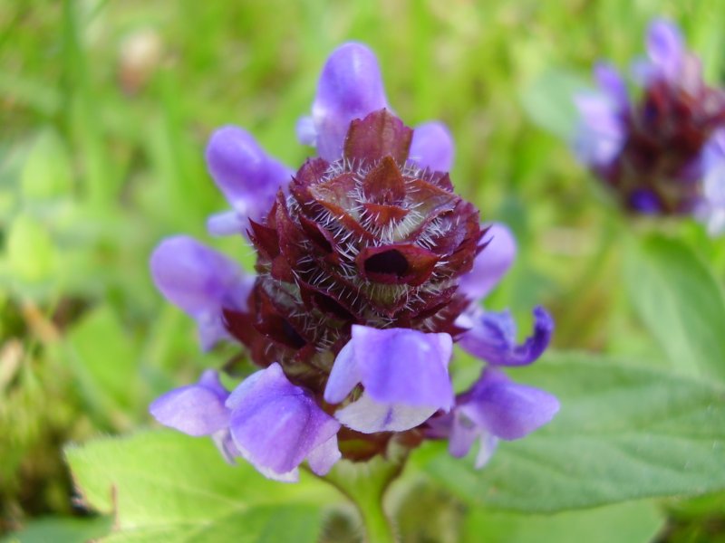 Prunella vulgaris Черноголовка обыкновенная