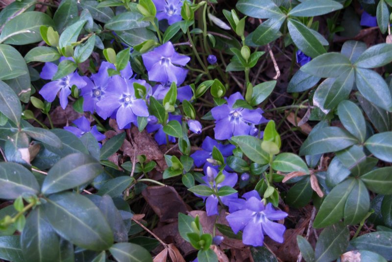 Барвинок (фиалка ведьм) малый (Vinca Minor)