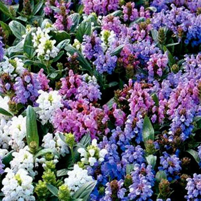 Черноголовка (Прунелла) крупноцветковая