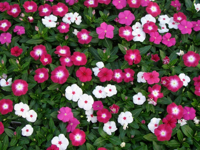Барвинок малый (Vinca Minor)