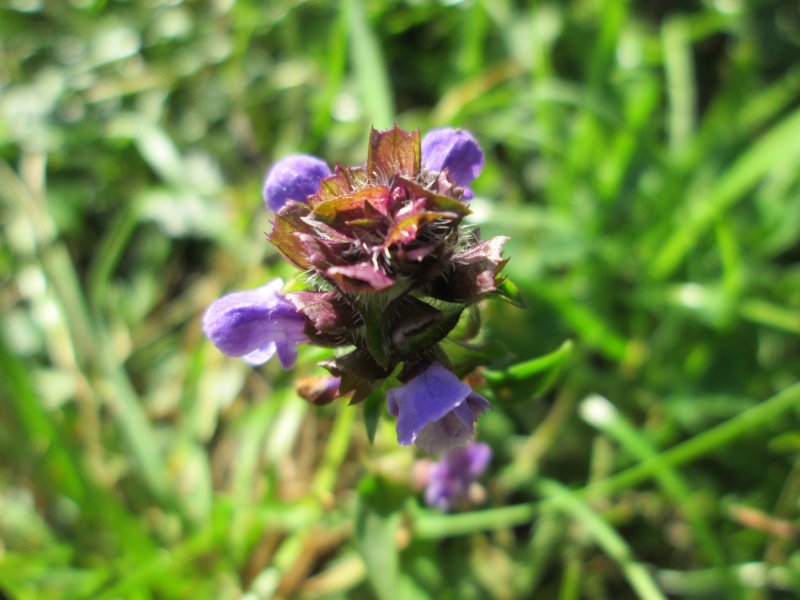 Prunella vulgaris