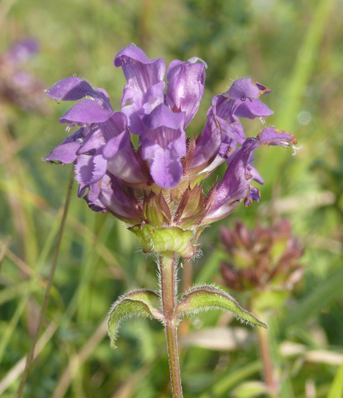 Prunella grandiflora