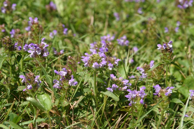 Prunella grandiflora Braunelle