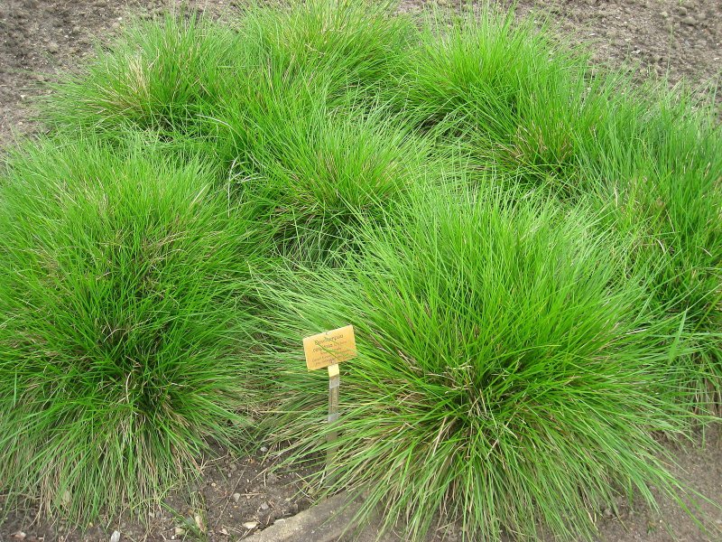 Щучка дернистая Deschampsia cespitosa