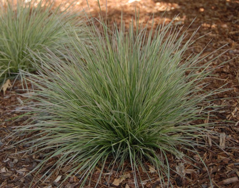 Deschampsia cespitosa