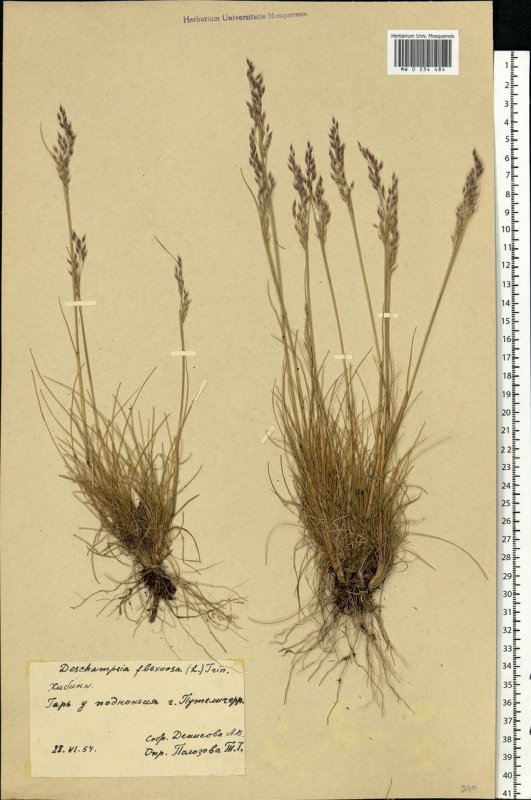 Lerchenfeldia flexuosa