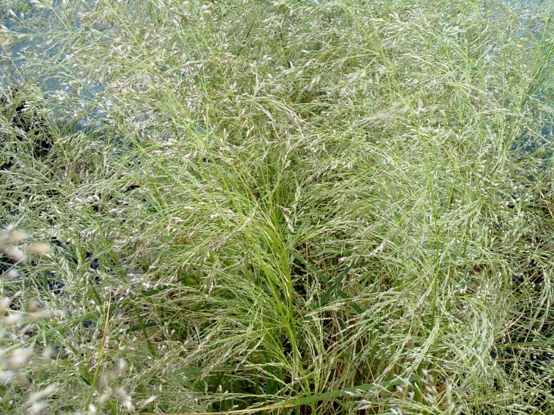 Луговик дернистый (Deschampsia cespitosa `Goldtau`)