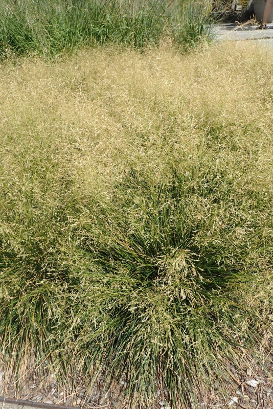 Deschampsia cespitosa Arizona