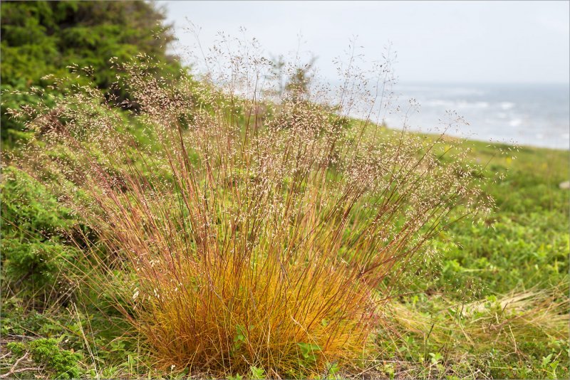Щучка Извилистая (Deschampsia flexuosa