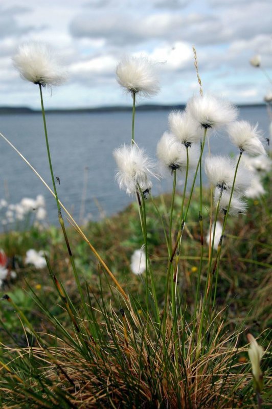 Eriophorum vaginatum