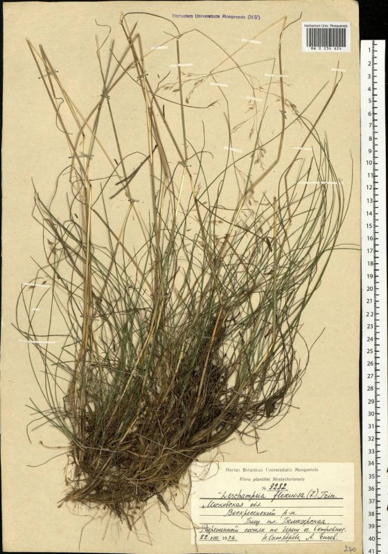 Lerchenfeldia flexuosa