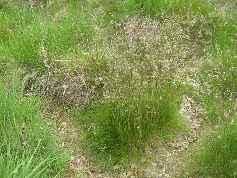 Avenella flexuosa
