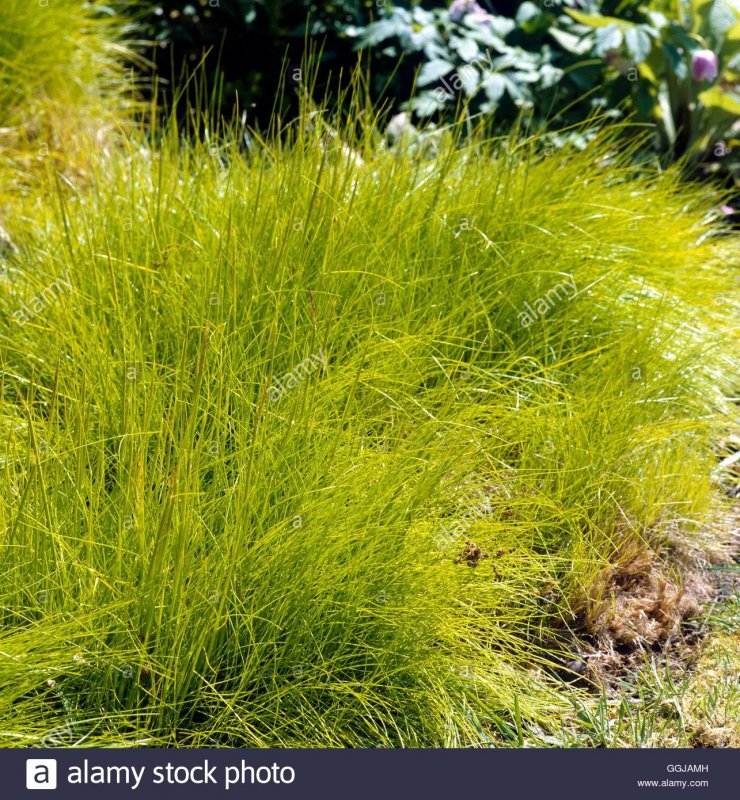 Deschampsia flexuosa Tatra Gold
