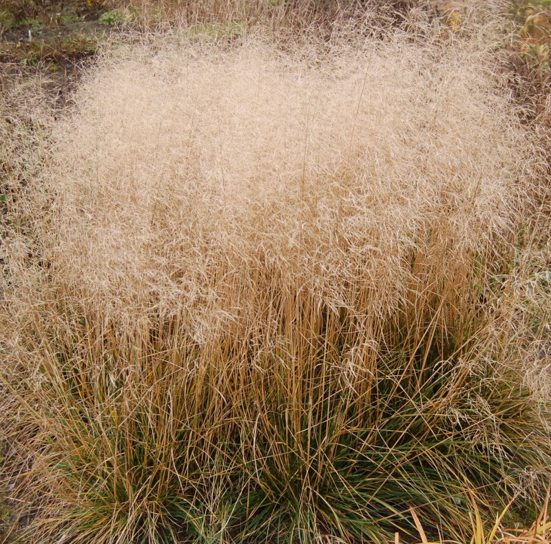 Щучка дернистая "Tardiflora"