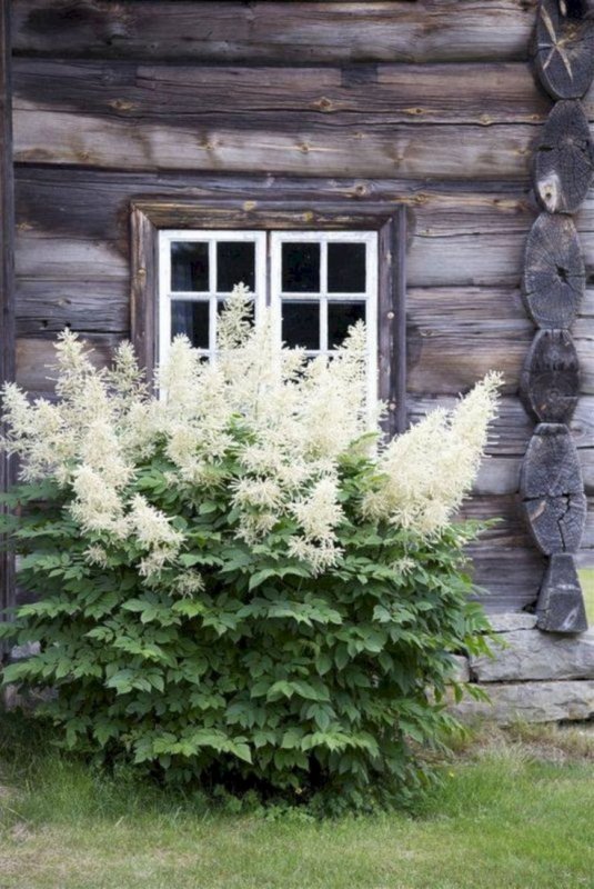Волжанка двудомная (Aruncus dioicus)