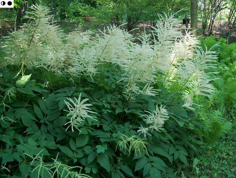Aruncus dioicus