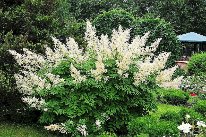 Арункус Камчатский