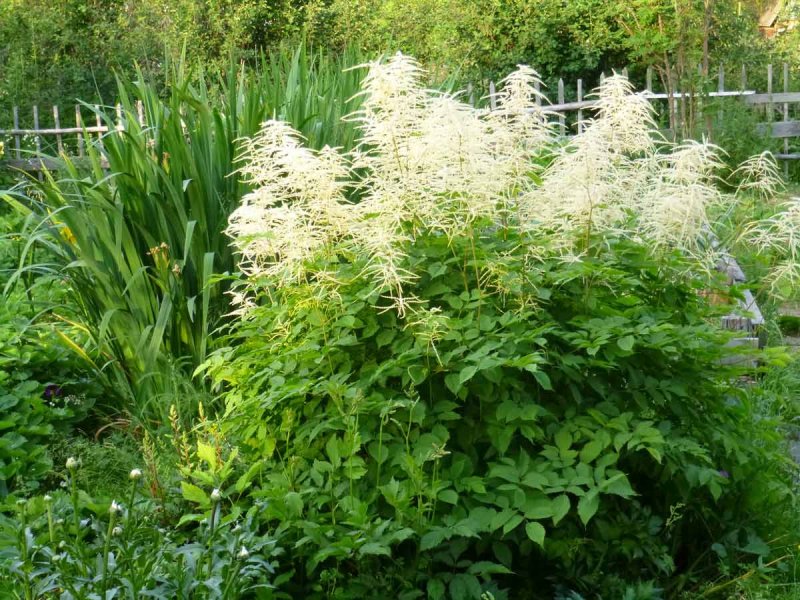 Волжанка обыкновенная (Aruncus dioicus)