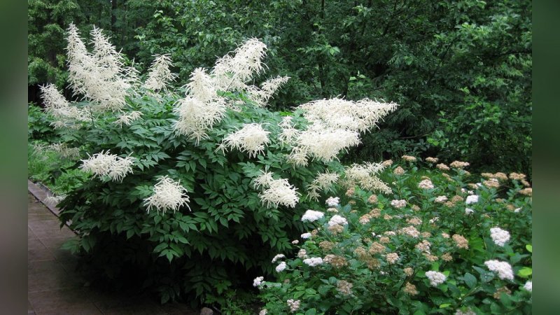 Волжанка двудомная (Aruncus dioicus)