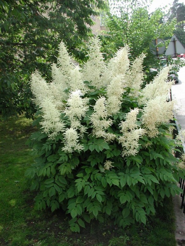 Арункус Aruncus aethusifolius