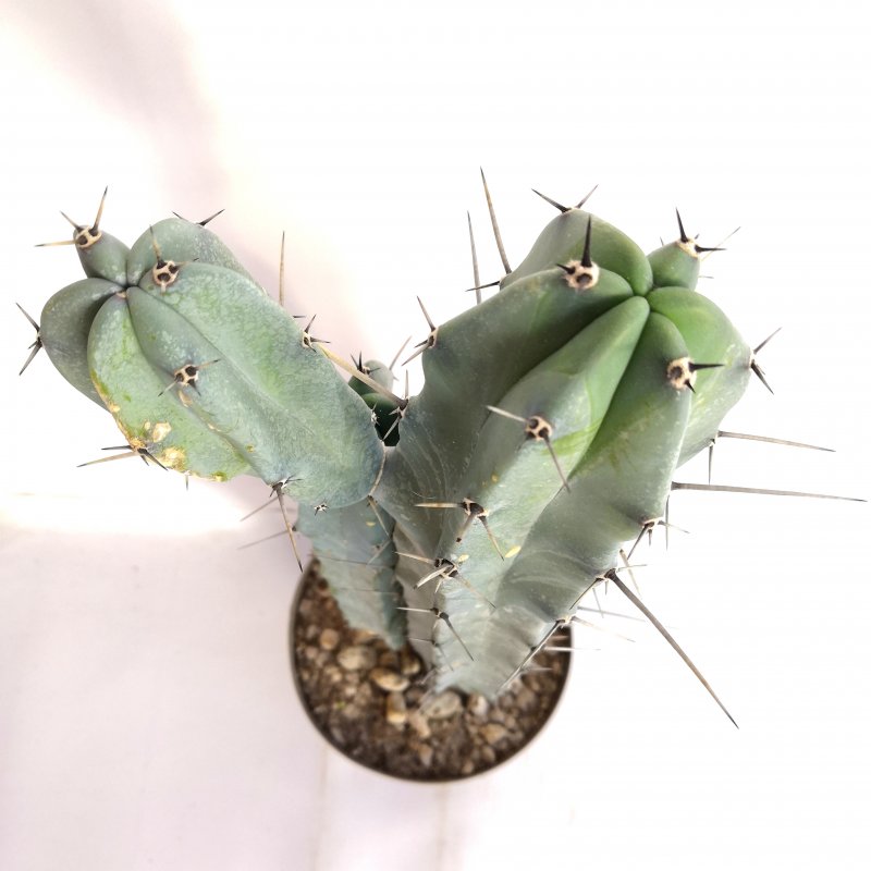 Myrtillocactus geometrizans