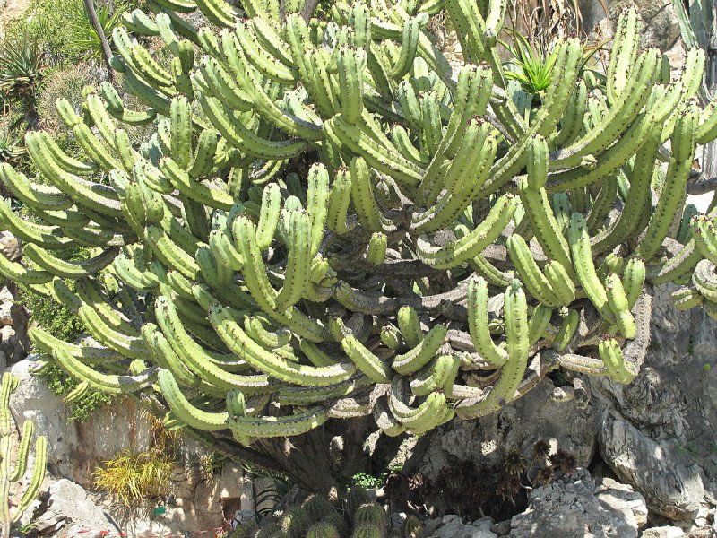 Myrtillocactus geometrizans Crested