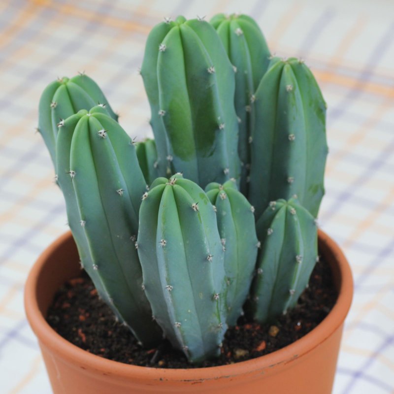 Myrtillocactus cochal