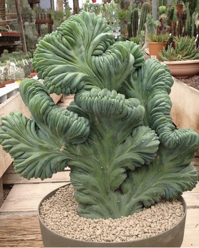 Кактус Myrtillocactus geometrizans cristata
