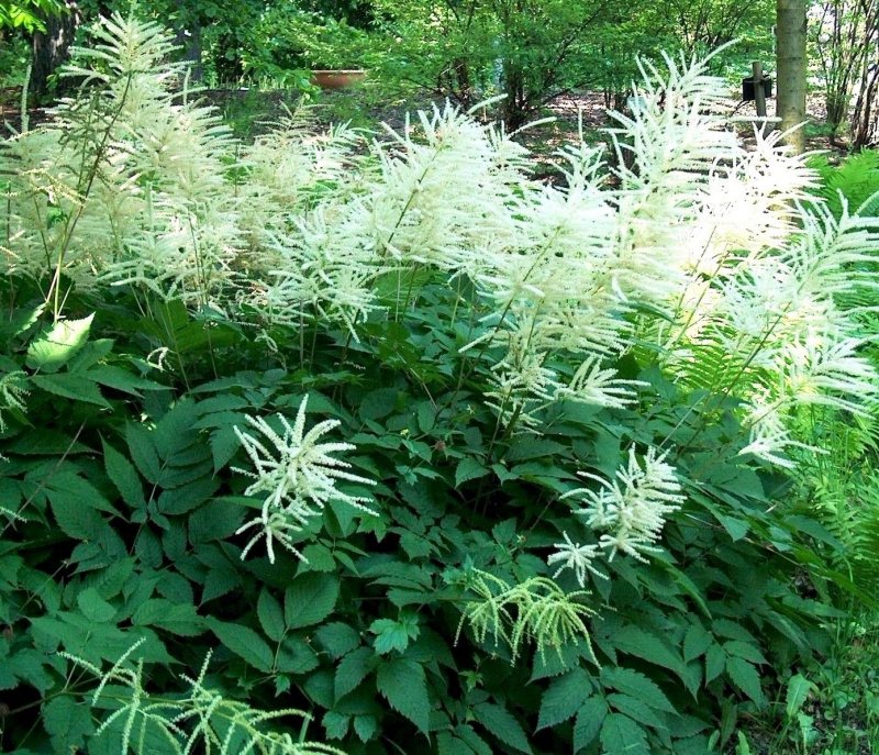 Волжанка двудомная (Aruncus dioicus)