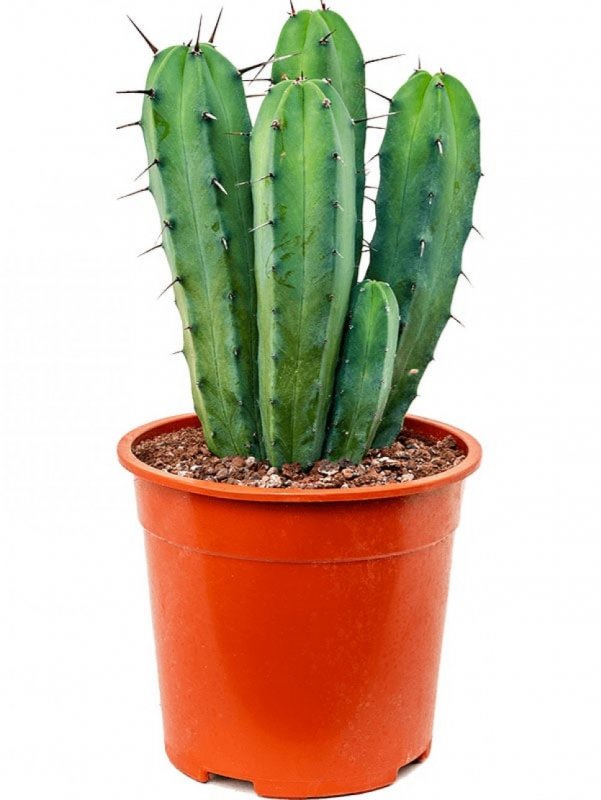 Myrtillocactus geometrizans