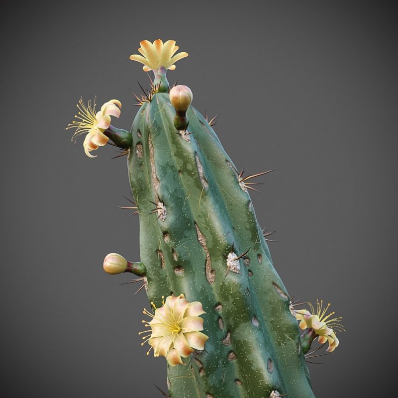 Myrtillocactus
