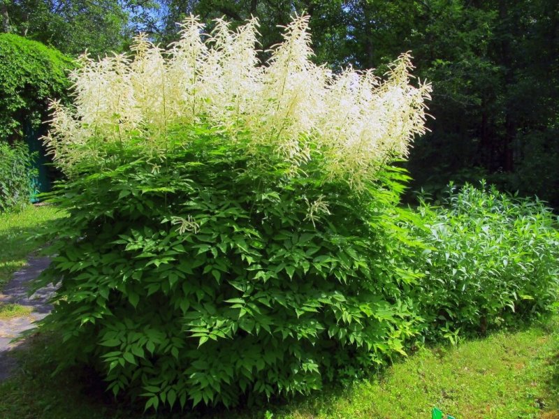 Волжанка двудомная (Aruncus dioicus)