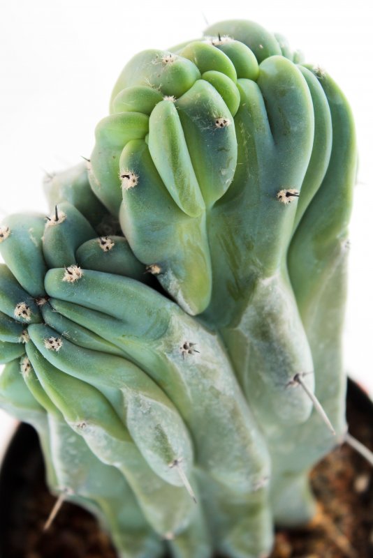 Myrtillocactus geometrizans