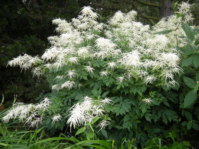 Волжанка двудомная (Aruncus dioicus)