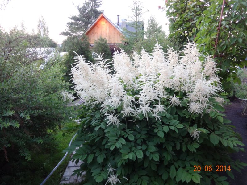 Арункус и астильба