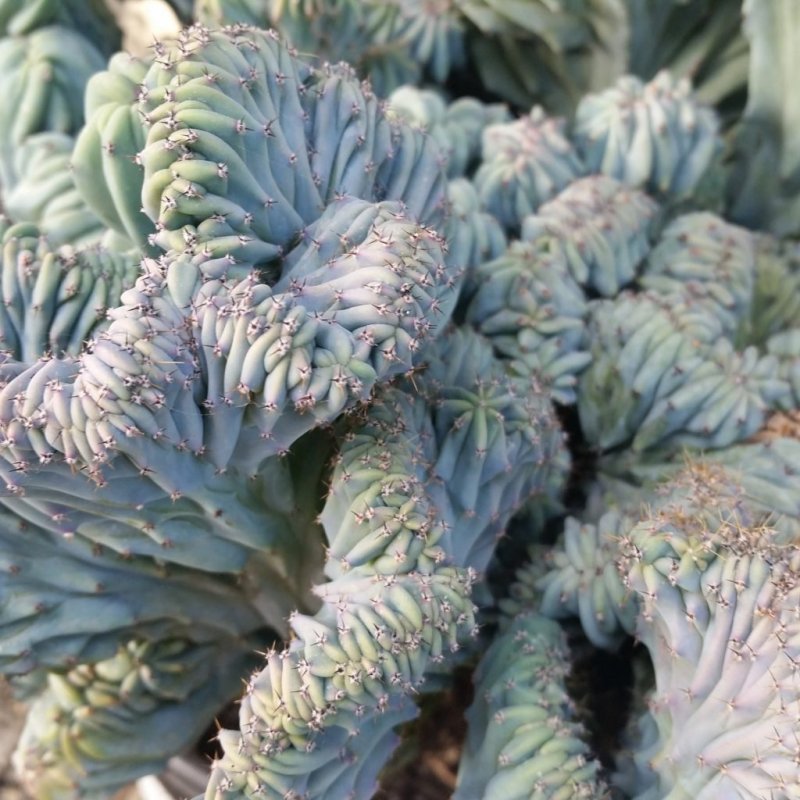 Myrtillocactus geometrizans