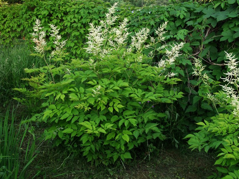 Волжанка двудомная (Aruncus dioicus)