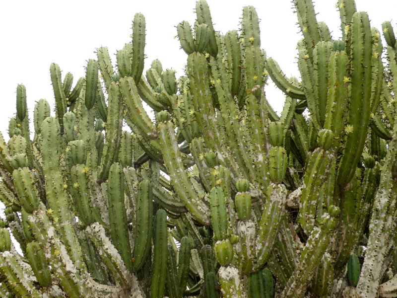 Кактус Myrtillocactus geometrizans