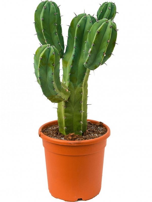 Кактус Myrtillocactus geometrizans cristata