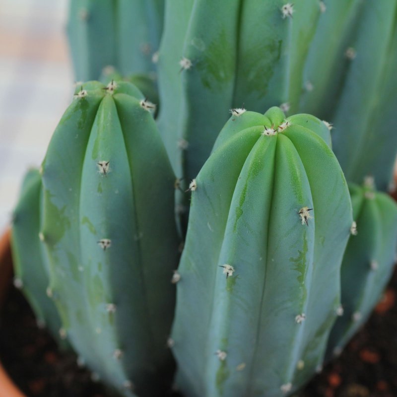 Myrtillocactus geometrizans