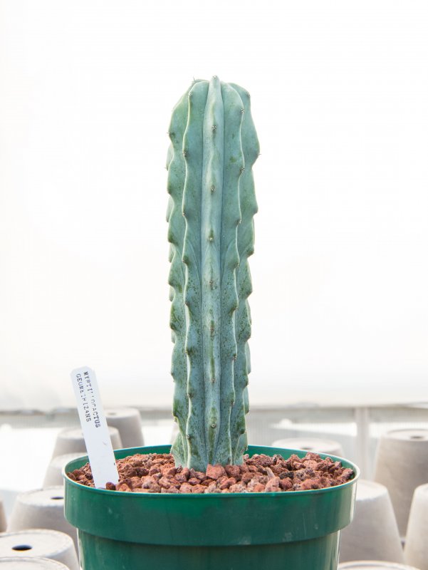 Кактус Myrtillocactus geometrizans
